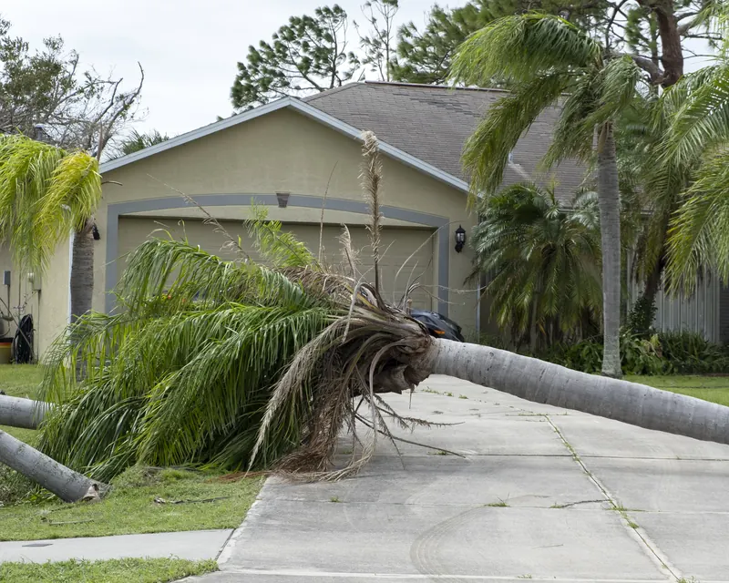 A palm tree toppled across a driveway after a Florida windstorm